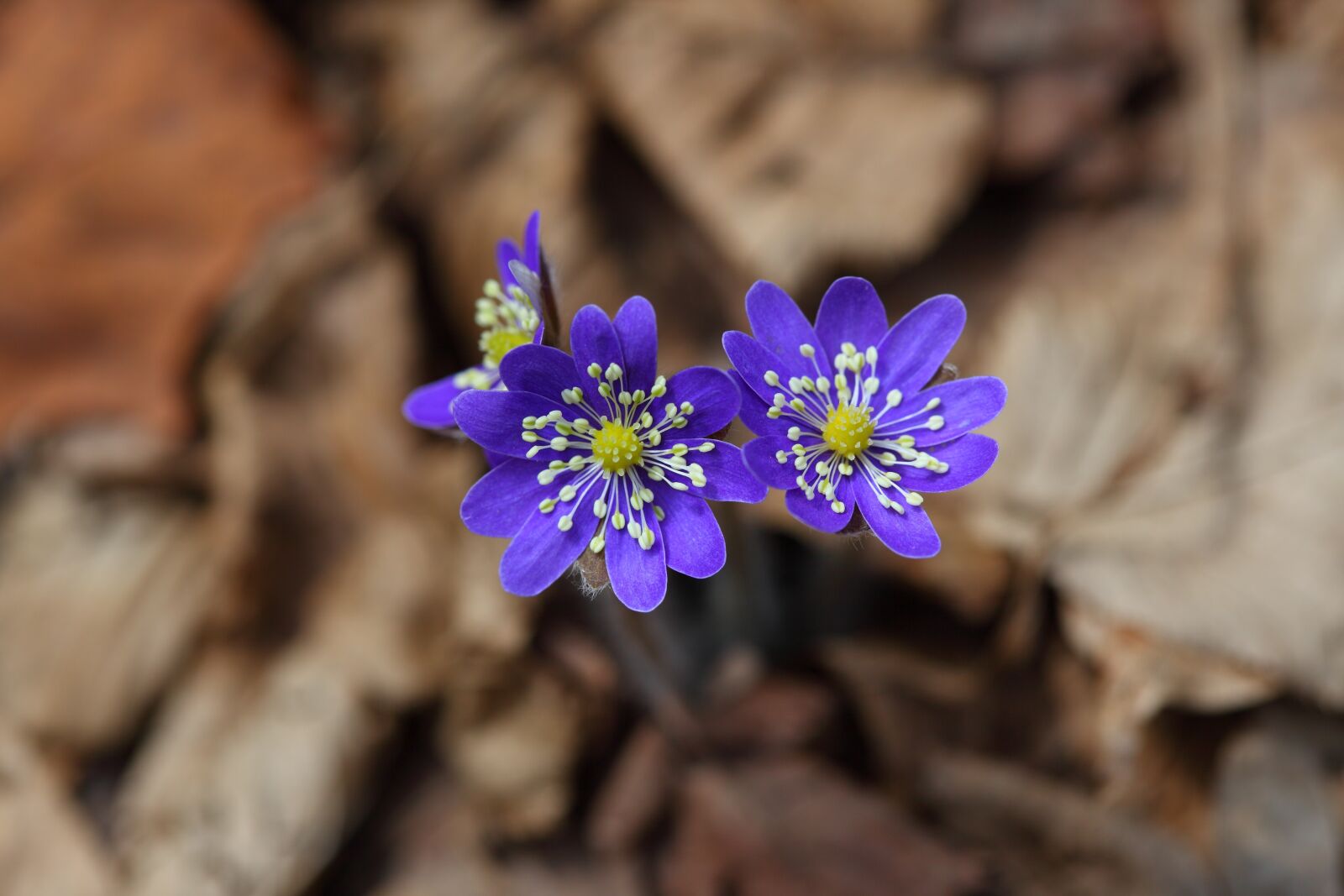 Canon EOS 5D Mark II sample photo. Liverwort, wildflower, flowers photography