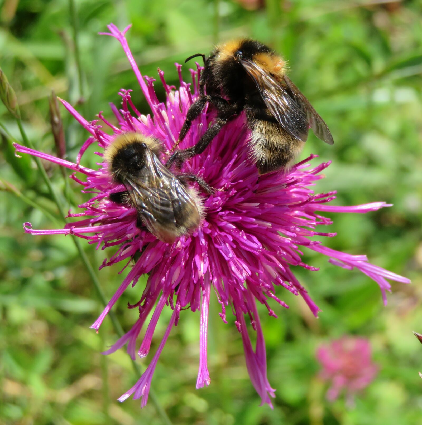 Canon PowerShot SX730 HS sample photo. Bee, hummel, insect photography