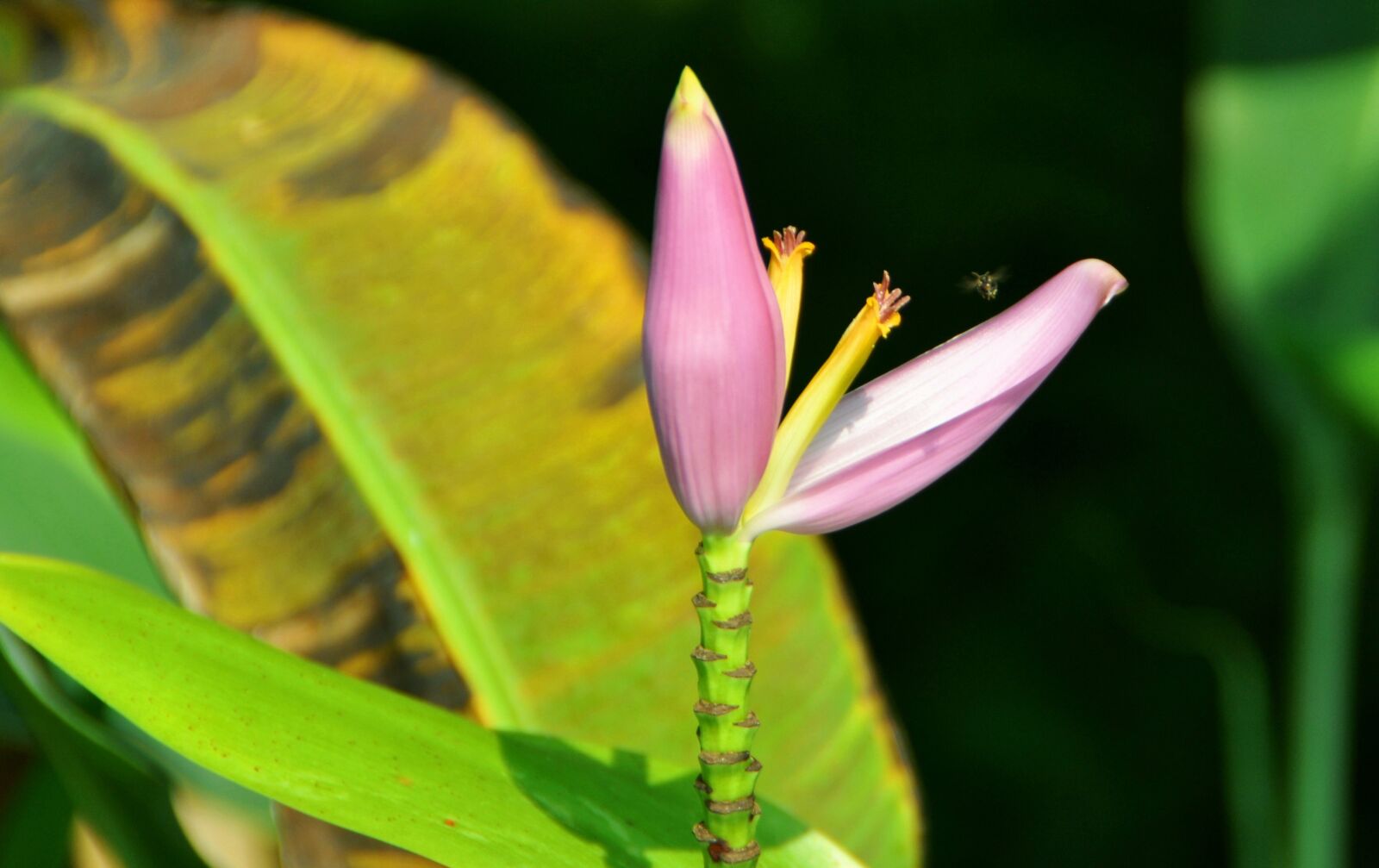 Nikon D5000 sample photo. Banana flower, thailand, shrub photography