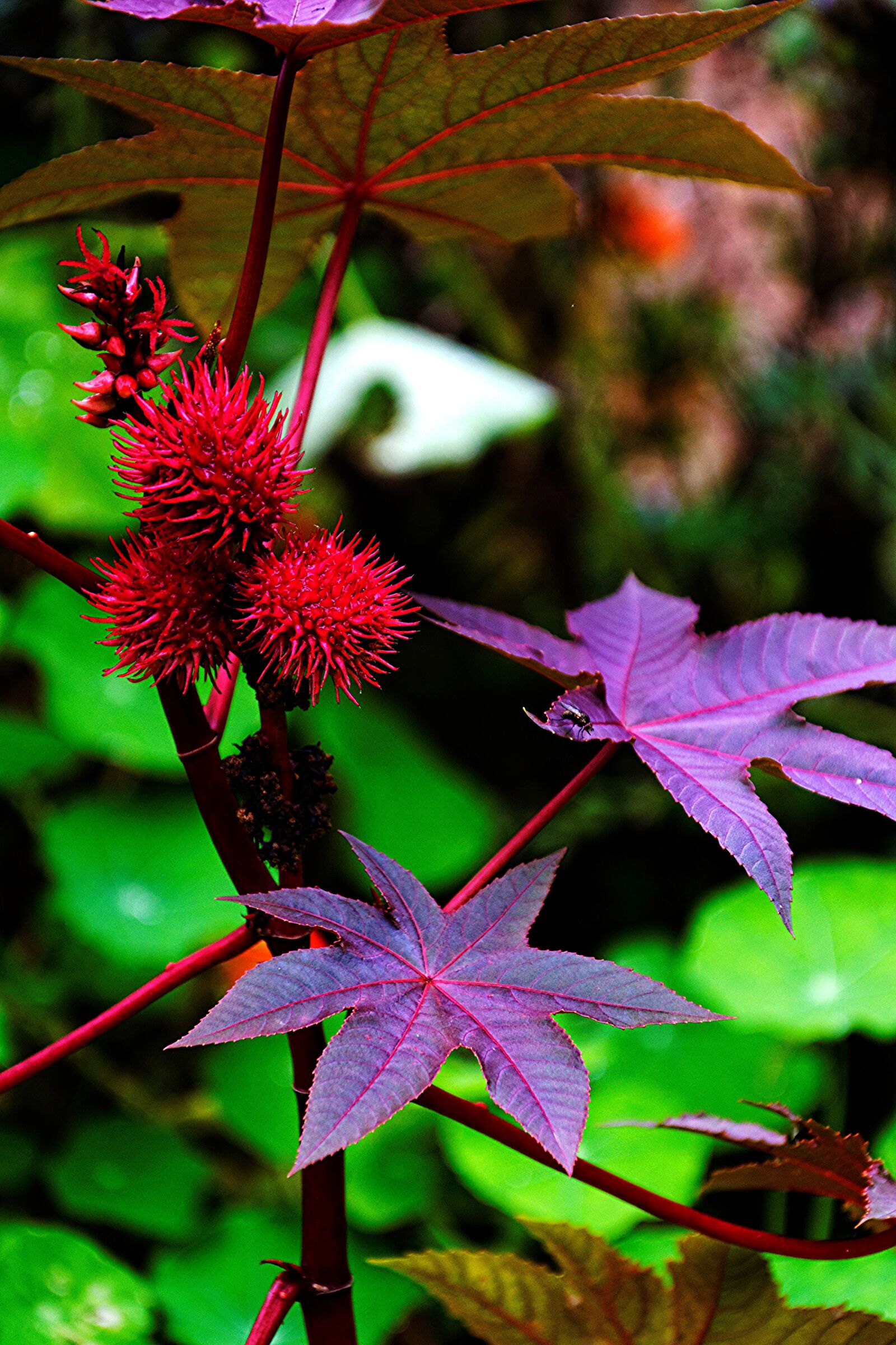 Nikon D5300 sample photo. Garden, plant, colorful photography