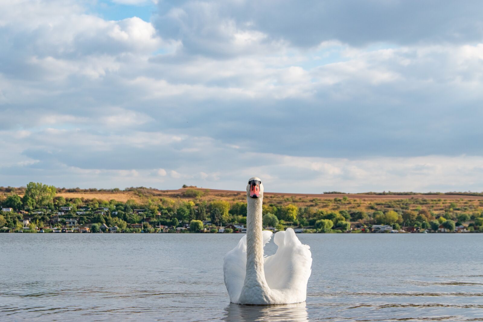 Nikon D5600 sample photo. Swan, lake, sweet lake photography