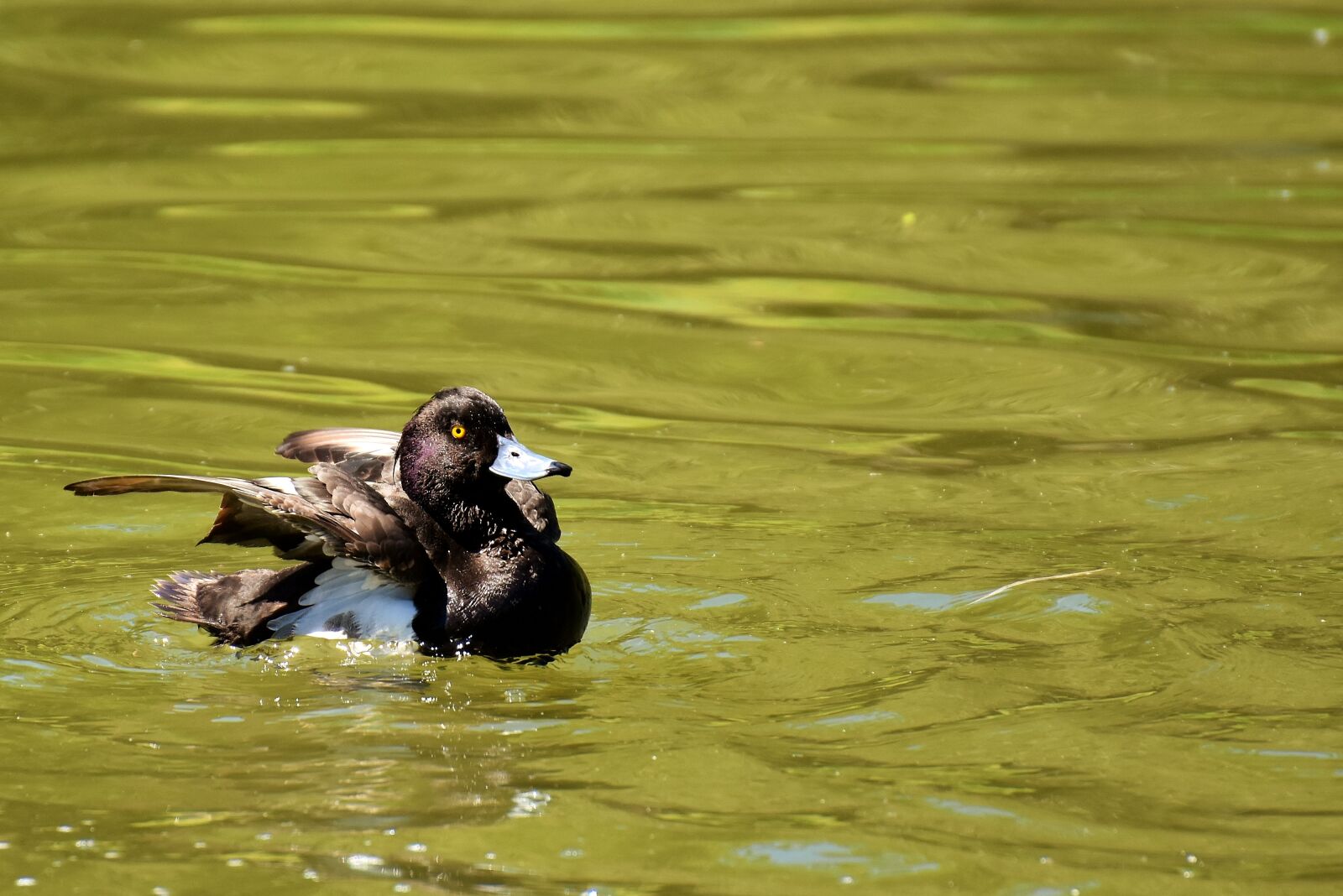 Nikon D7200 sample photo. Row pension, blue beak photography