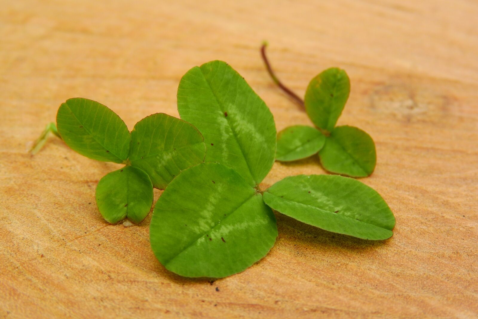 Nikon Coolpix P610 sample photo. Clover, shamrock, green photography