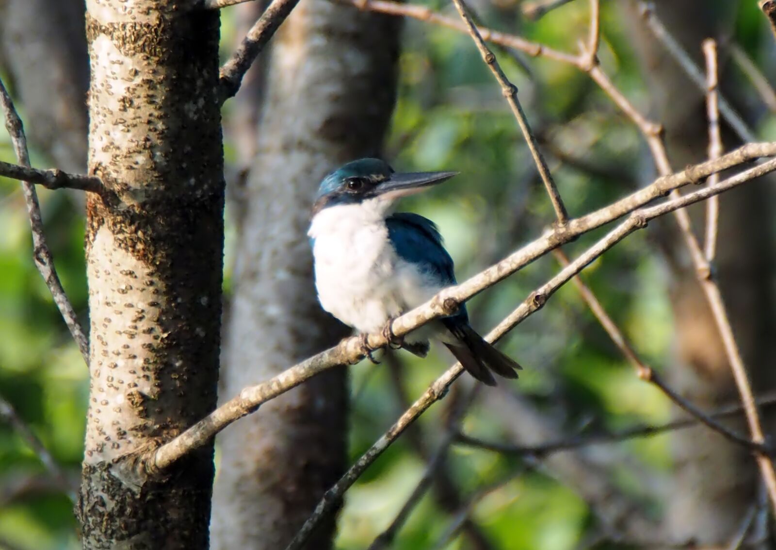 Olympus OM-D E-M1 sample photo. Collared kingfisher, wild, bird photography