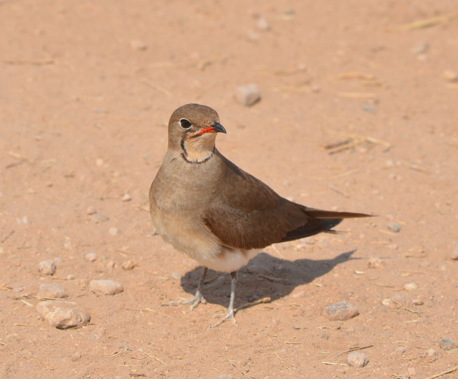 Nikon D7000 sample photo. Africa, wild, bird photography
