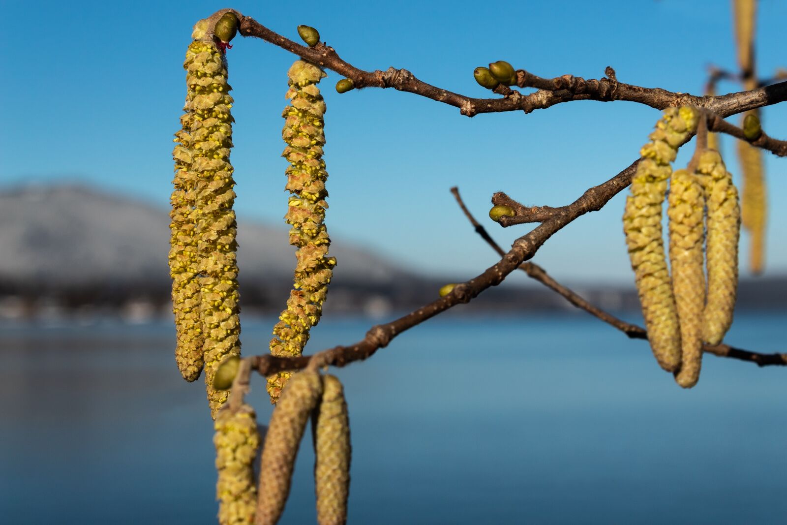 Canon EOS 1300D (EOS Rebel T6 / EOS Kiss X80) sample photo. Hazelnut, hazel, spring photography