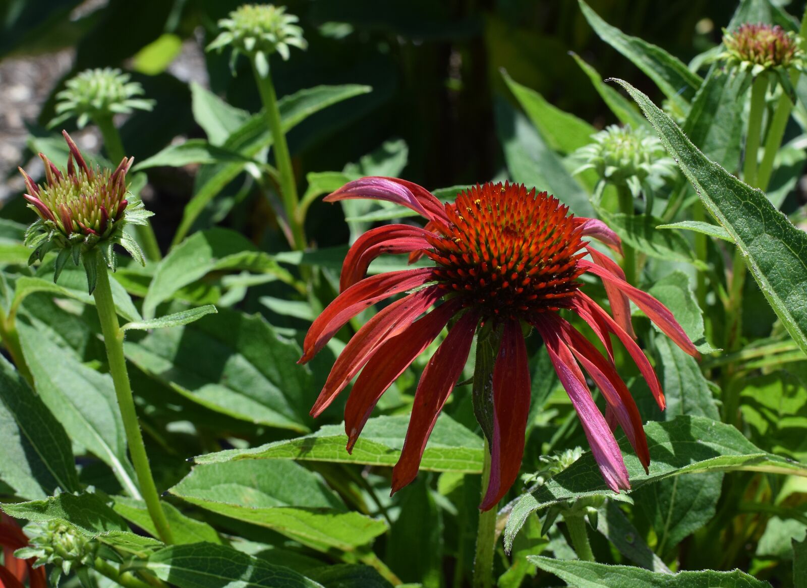 Nikon D3300 sample photo. Red echinacea, echinacea, cone photography
