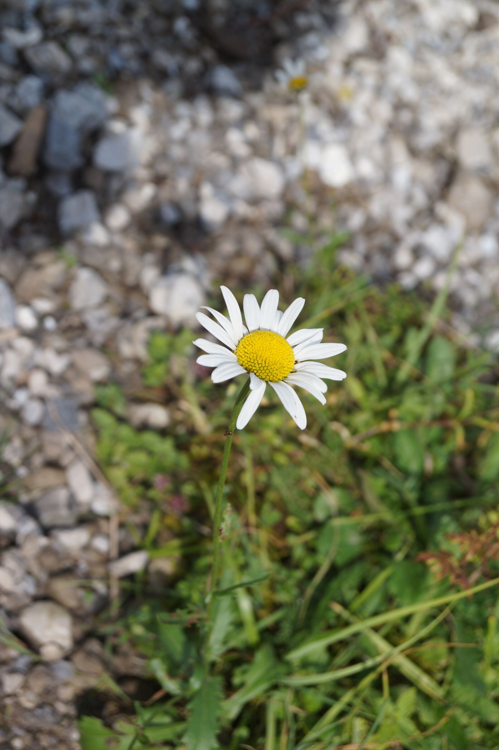 Sony DT 18-55mm F3.5-5.6 SAM II sample photo. Daisy, flower, bellis philosophy photography