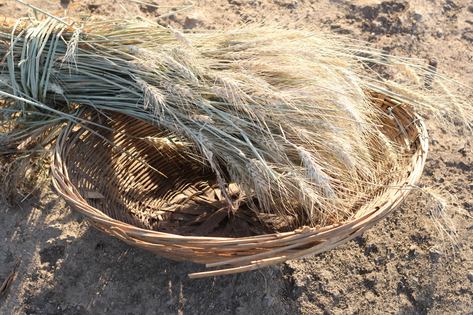 Canon EOS 60D + Canon EF 50mm F1.8 STM sample photo. Wheat, grass photography