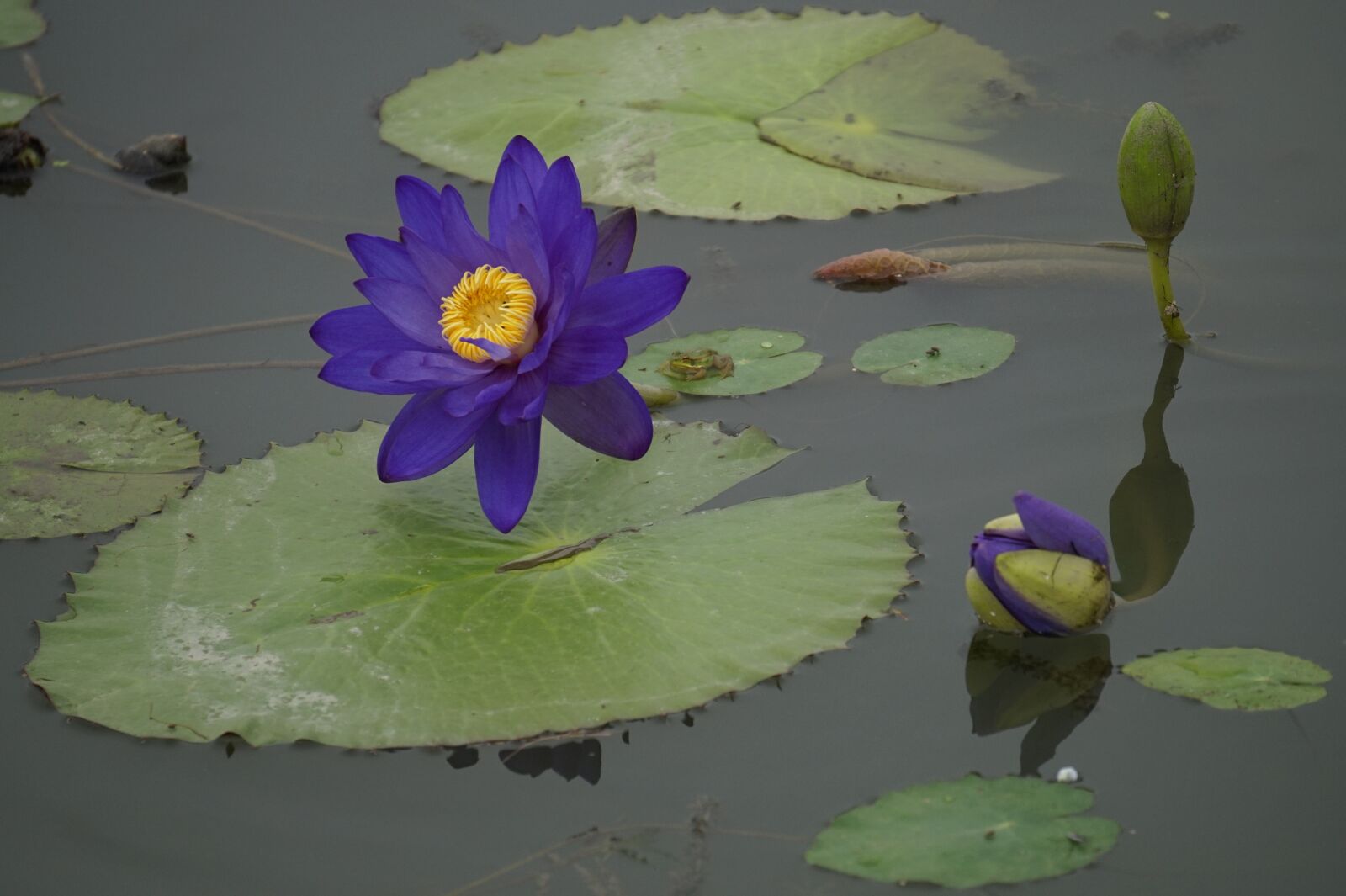 Sony Alpha a5000 (ILCE 5000) + Sony E 55-210mm F4.5-6.3 OSS sample photo. Lotus, summer, flowers photography
