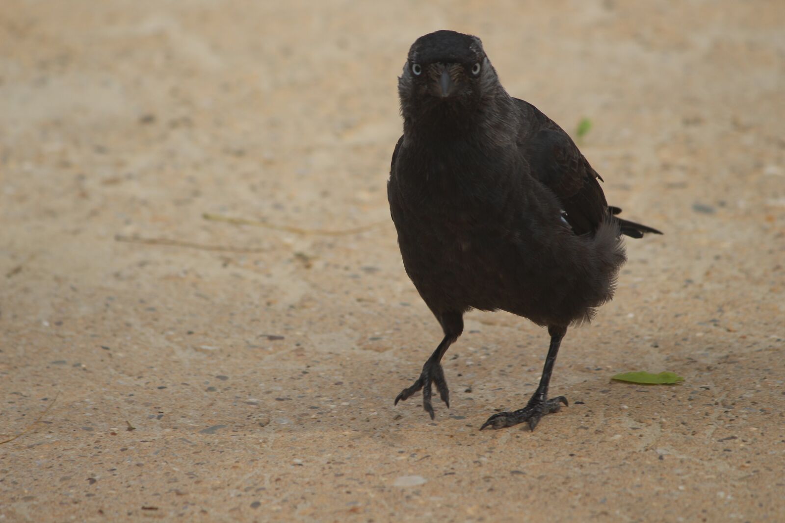 Canon EOS 700D (EOS Rebel T5i / EOS Kiss X7i) sample photo. Black, bird, kauw photography