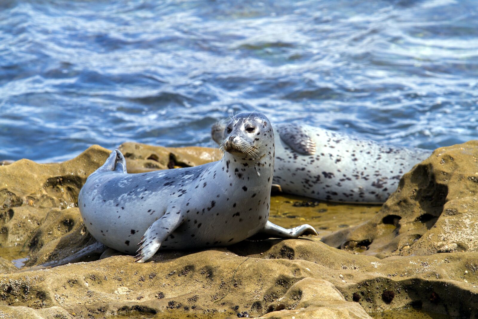 Canon EOS 7D sample photo. Robbe, seal, aquatic animal photography