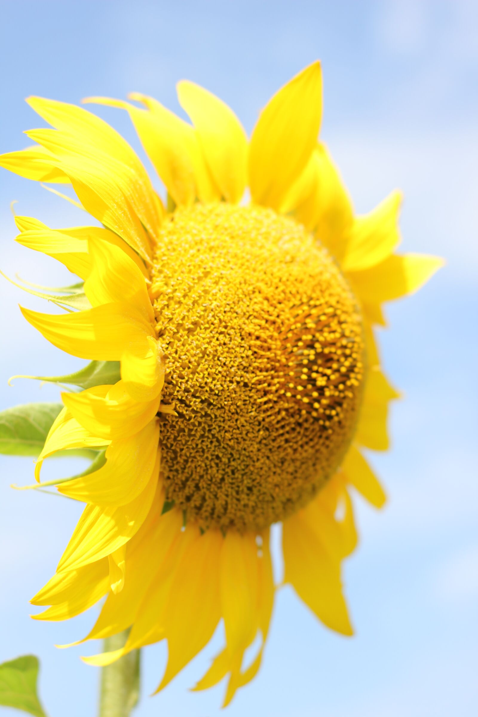 Canon EOS 550D (EOS Rebel T2i / EOS Kiss X4) sample photo. Sunflower, flower, bloom photography
