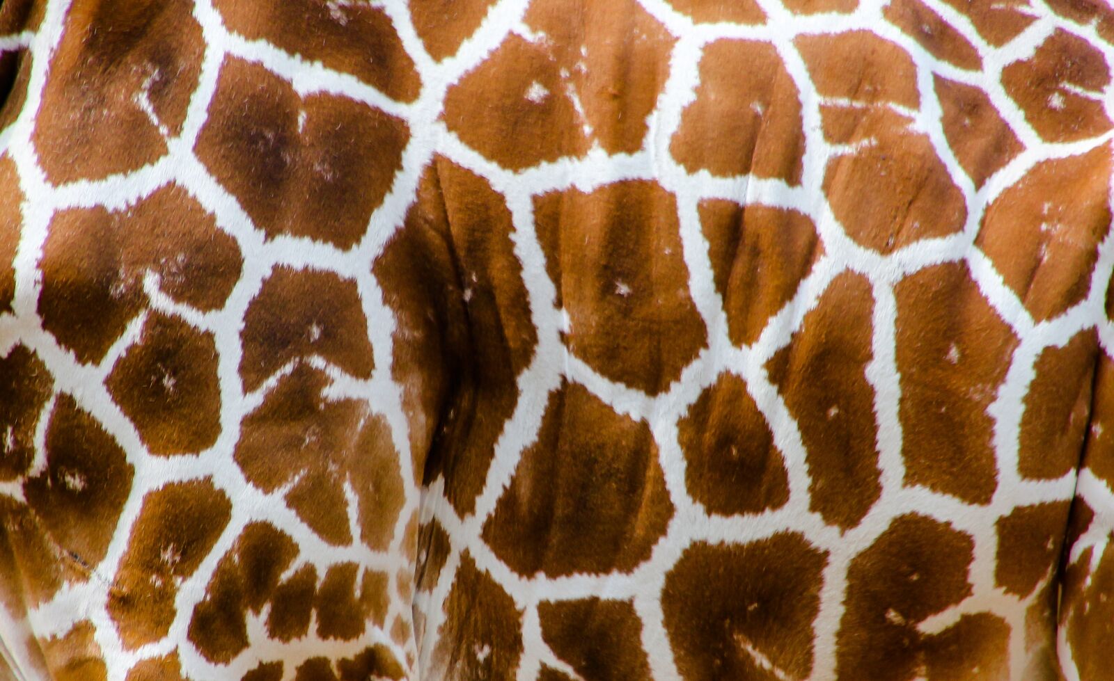 Canon EOS 70D sample photo. Nature, animal, giraffes photography