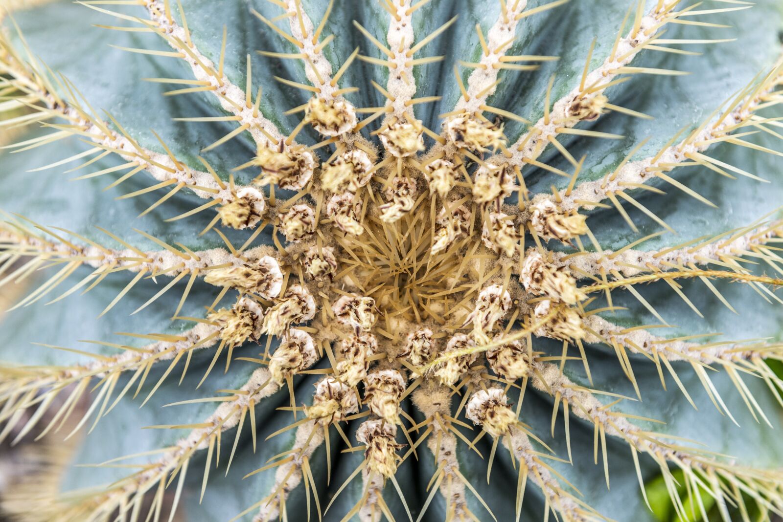 Nikon D610 sample photo. Cactus, blossom, prickly photography