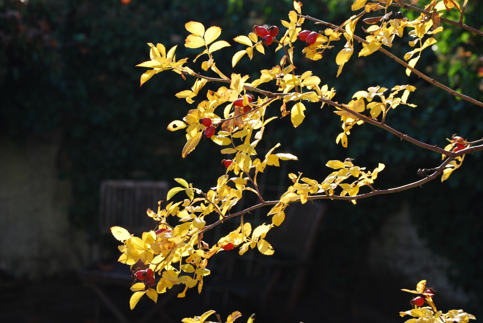 Nikon D40X sample photo. Autumn, rose hip, rosenzweig photography