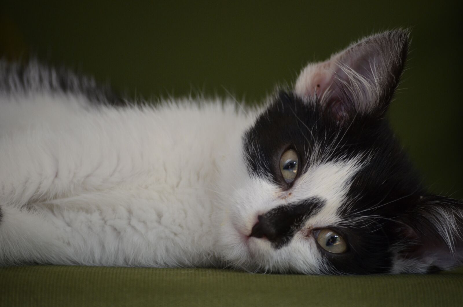 Nikon D5100 sample photo. Kitten, black and white photography