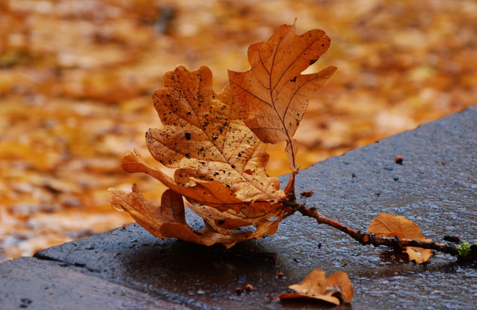 Nikon D5200 sample photo. Autumn leaf, oak leaf photography