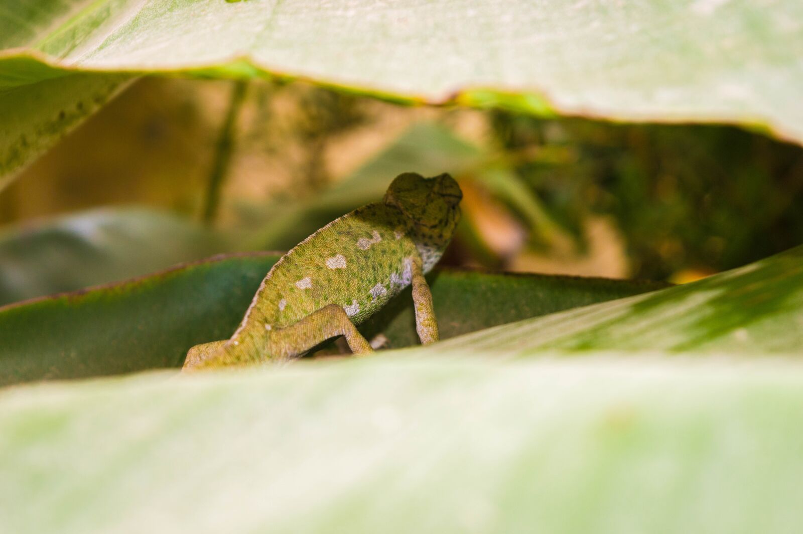 Nikon D3200 sample photo. Lizard, animal, reptile photography