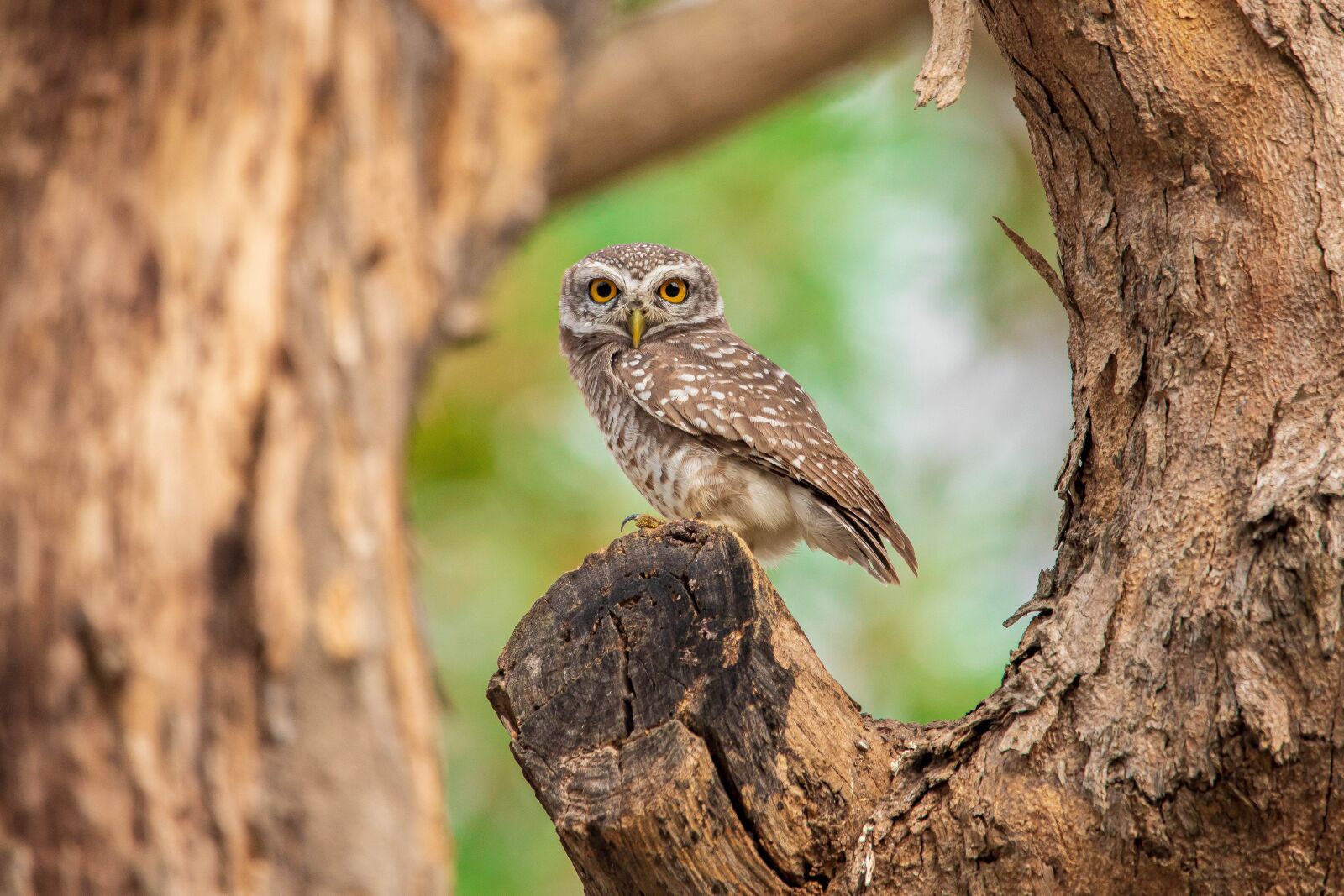 150-600mm F5-6.3 DG OS HSM | Contemporary 015 sample photo. Spotted owlet, bird, thailand photography