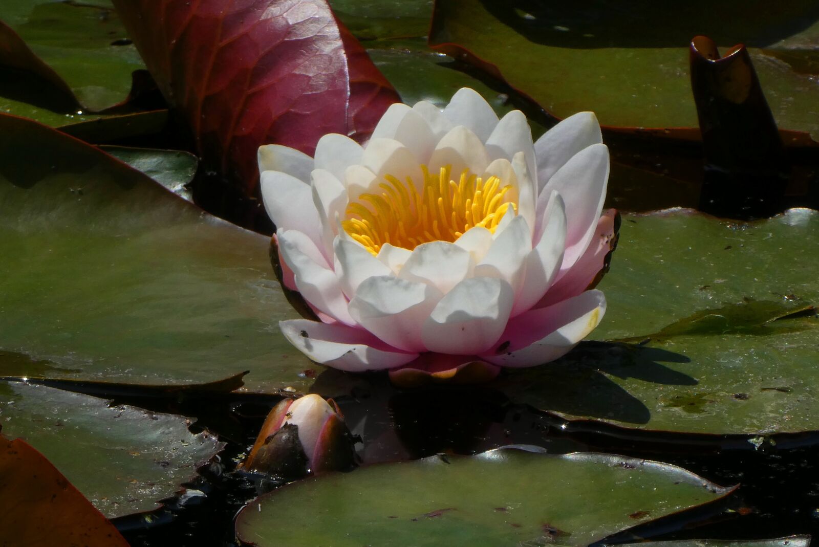 Panasonic Lumix DC-ZS70 (Lumix DC-TZ90) sample photo. Water lily, ditch, flower photography