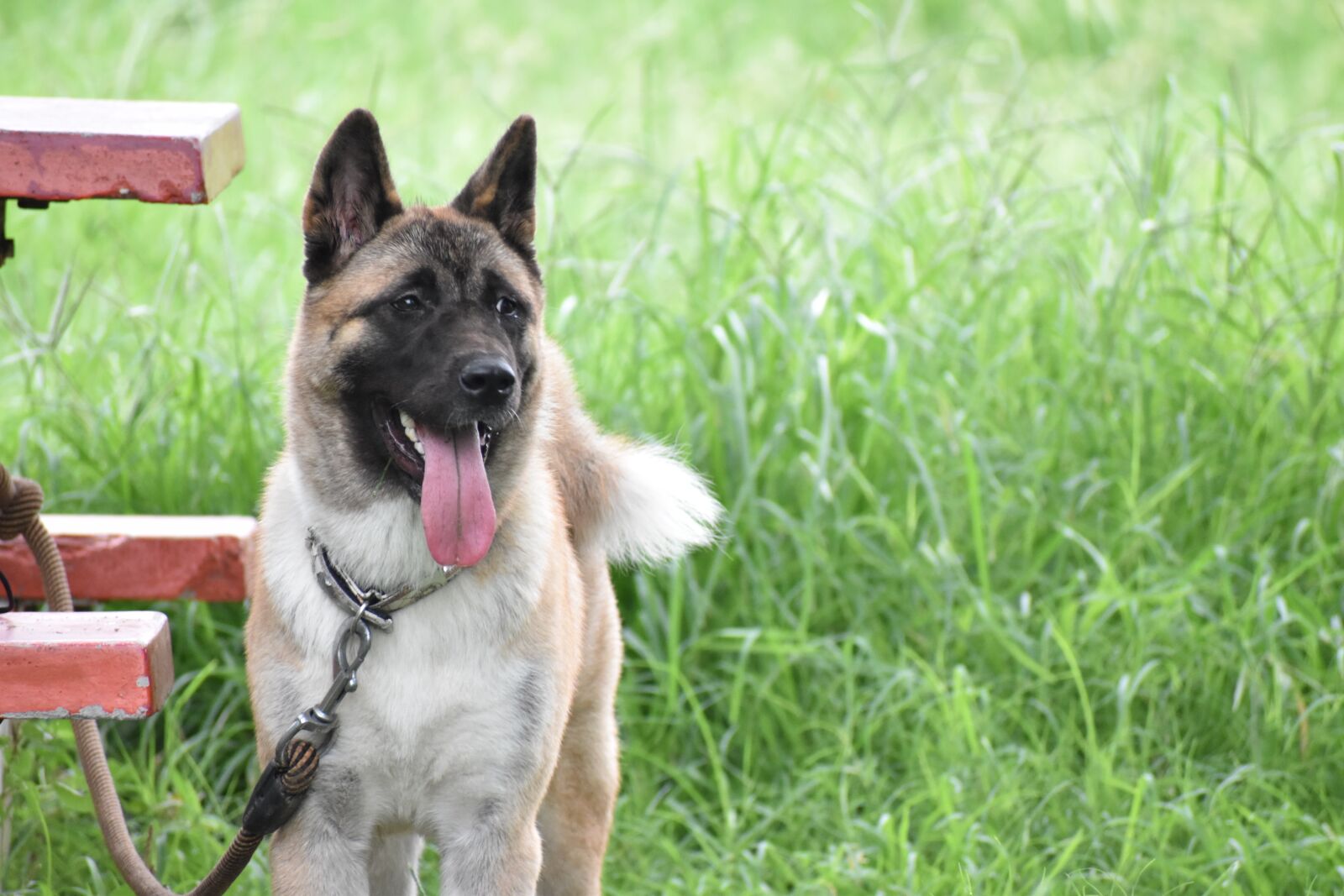Nikon D5600 sample photo. German shepherd, dog, canine photography