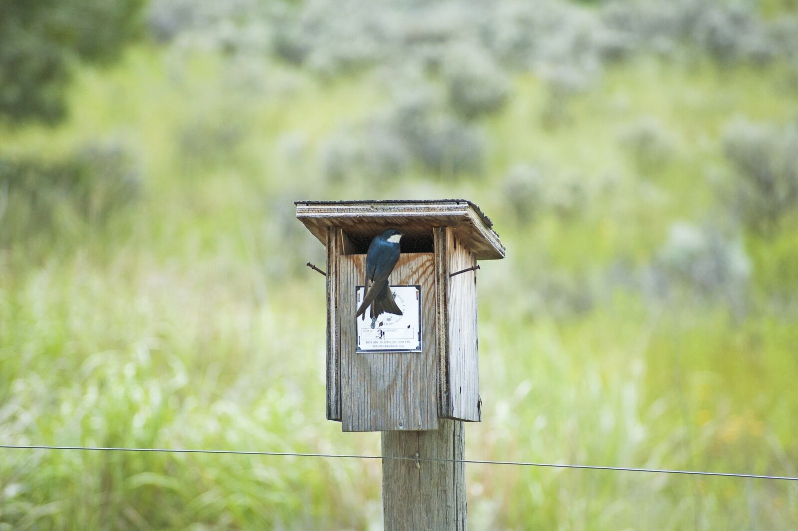 Nikon D50 sample photo. Bird, swallow, tree swallow photography