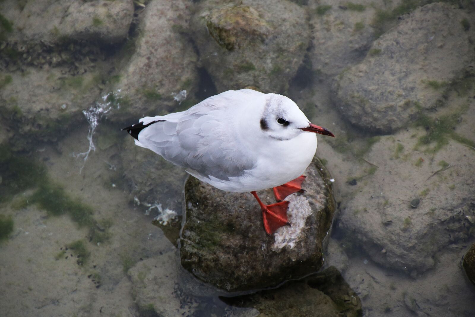 Canon EOS 750D (EOS Rebel T6i / EOS Kiss X8i) sample photo. Bird, water bird, gull photography