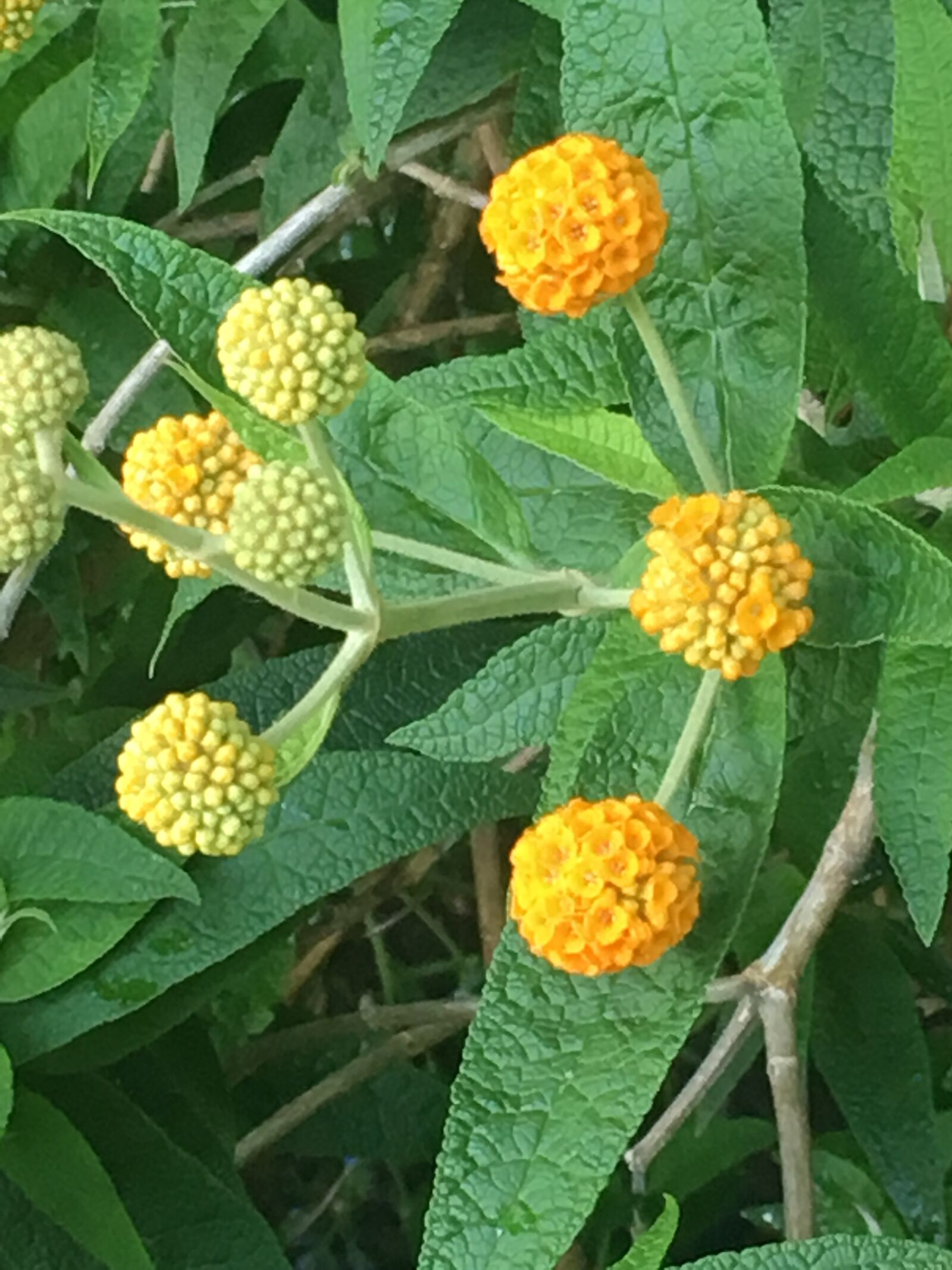 iPhone 6s back camera 4.15mm f/2.2 sample photo. Yellow, bobble, plant photography
