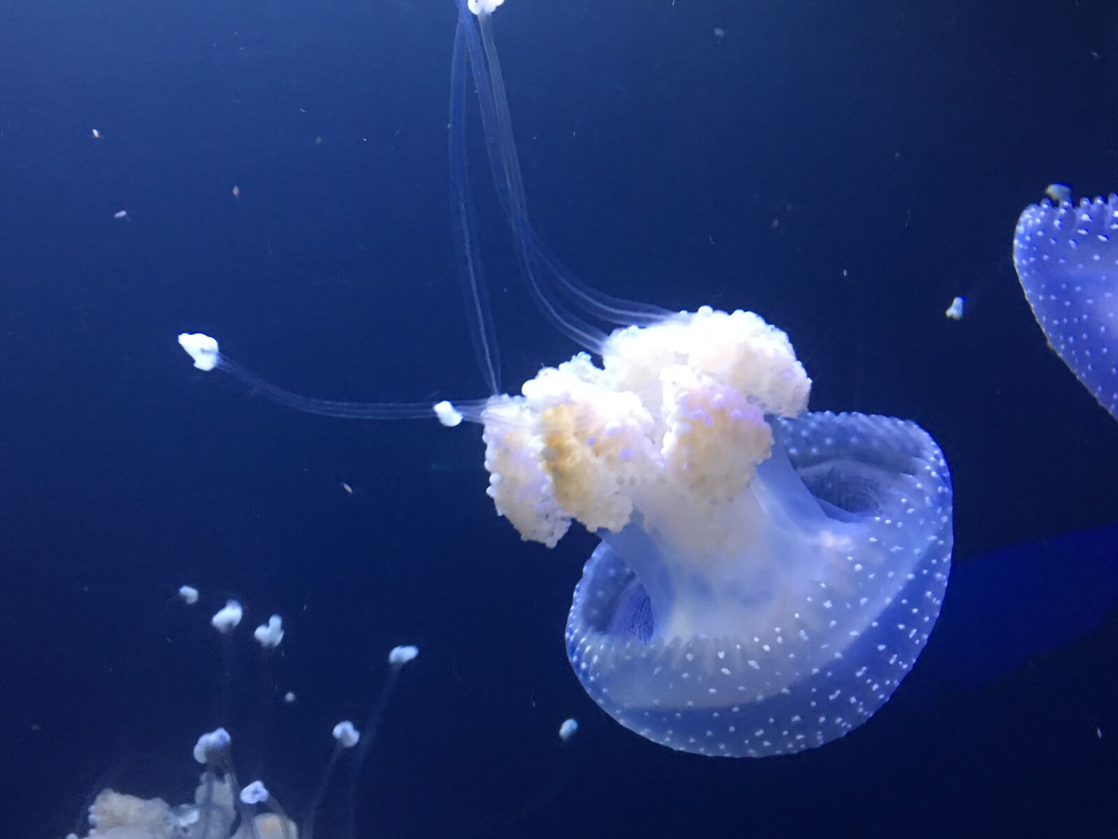 Apple iPhone 6s Plus sample photo. Jellyfish, ocean, underwater photography