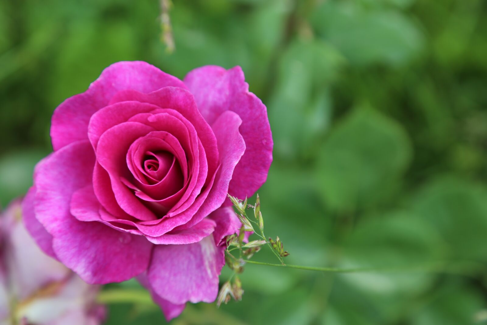 Canon EF 24-105mm F4L IS USM sample photo. Rose, garcia, flower photography