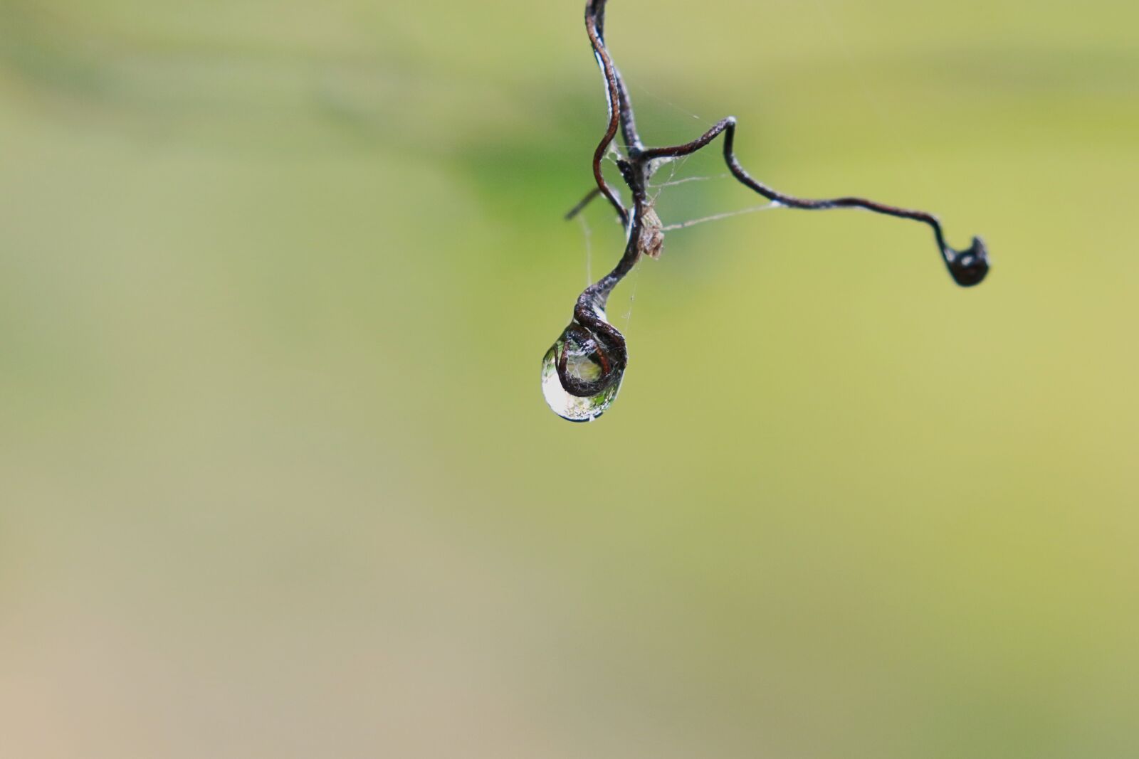 Canon EOS 7D Mark II sample photo. Drop, pearl, water photography