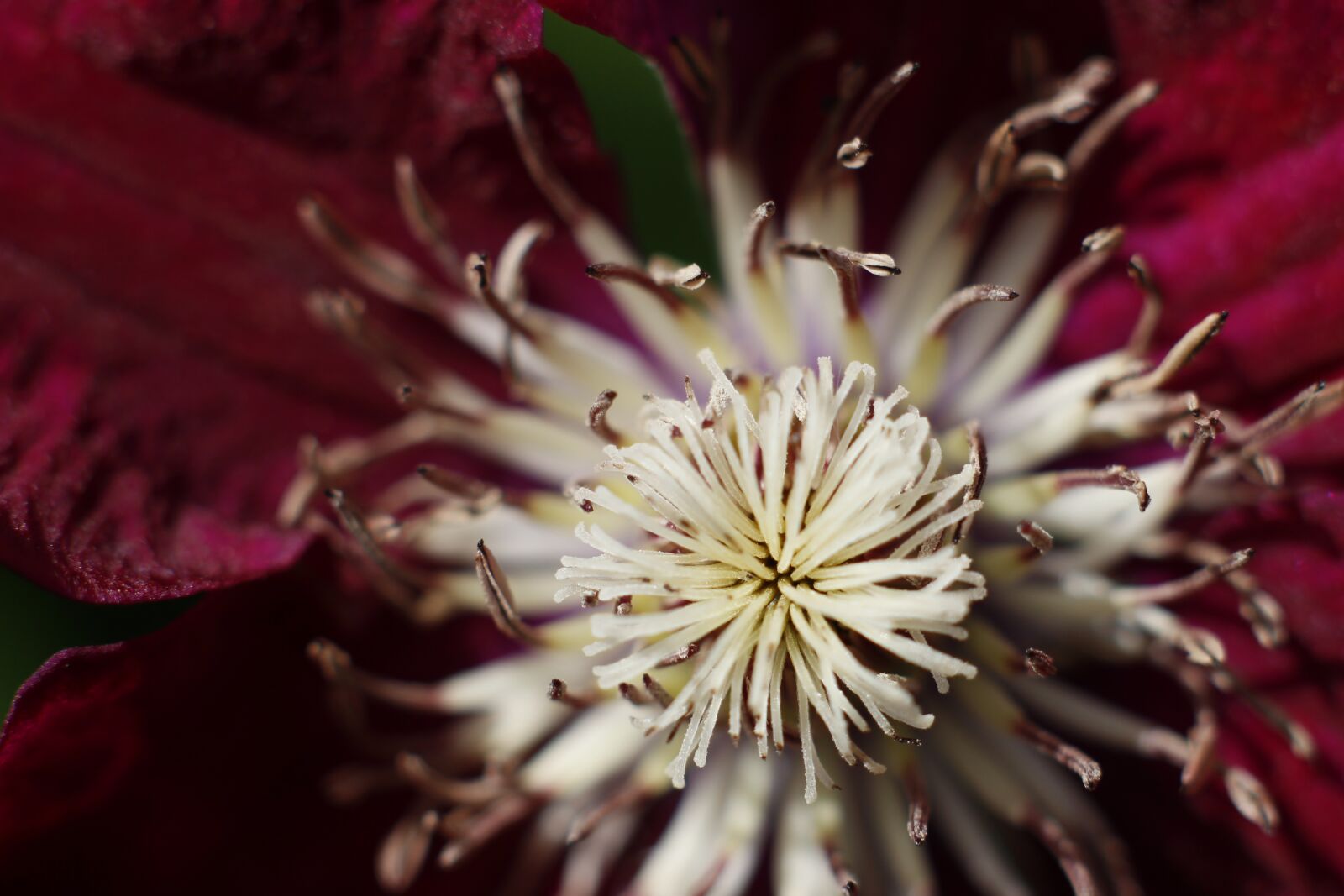 Canon EOS 600D (Rebel EOS T3i / EOS Kiss X5) sample photo. Clematis, purple flower flower photography