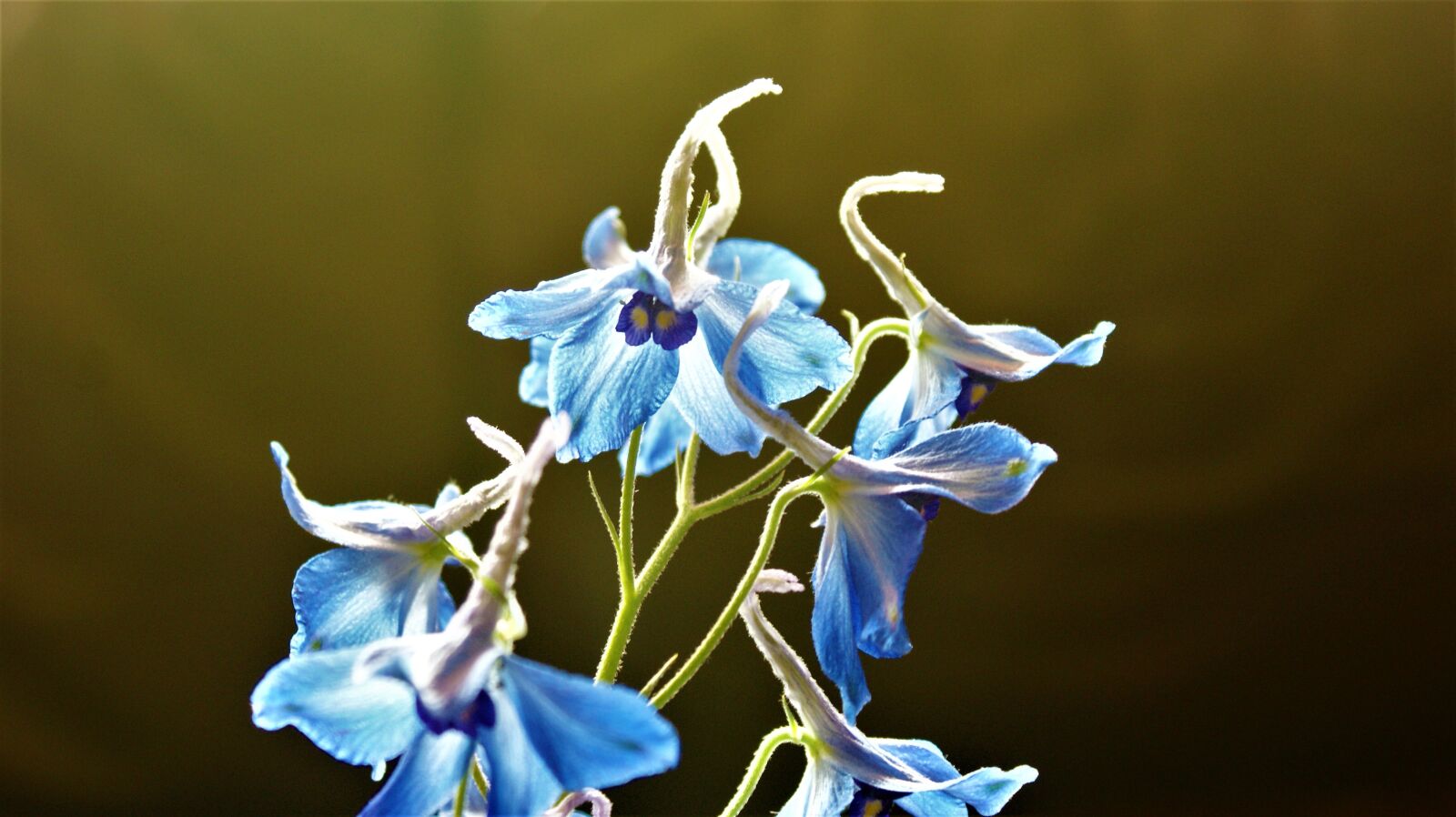 Sony Alpha DSLR-A350 sample photo. Blue flower, coloured, petals photography