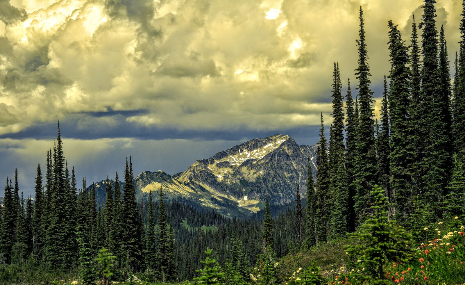 Nikon D7000 sample photo. Green, leaved, trees, and photography