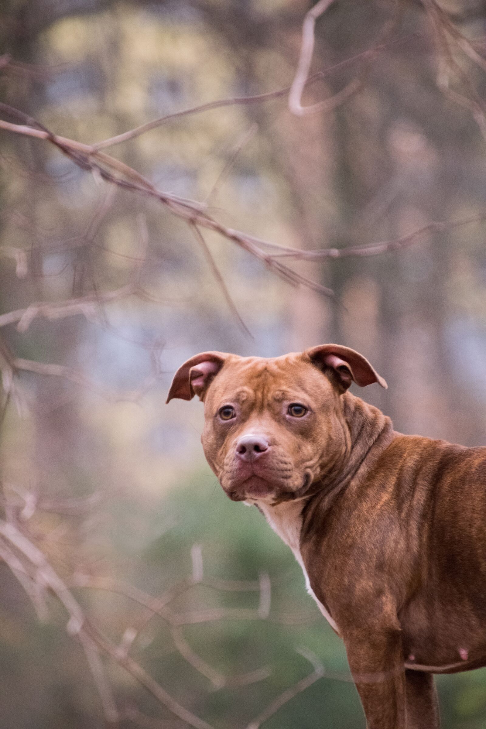 Nikon D3300 sample photo. Animal, mammal, nature photography