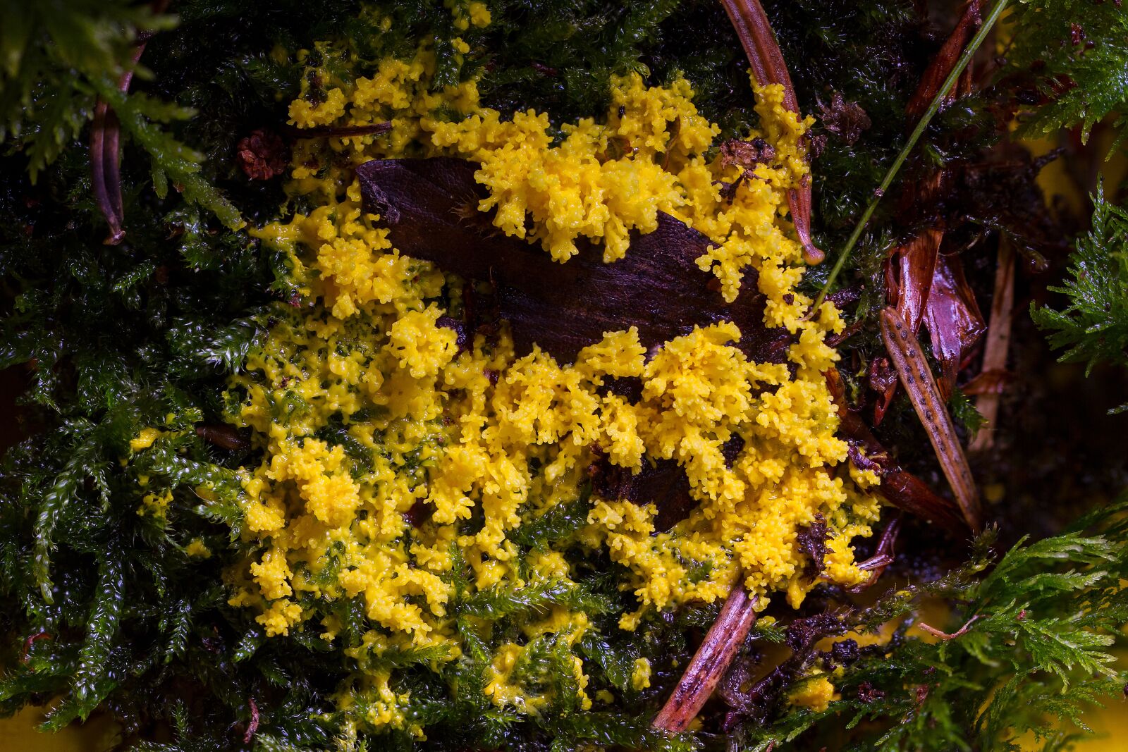 Tamron SP AF 60mm F2 Di II LD IF Macro sample photo. Slime mold, myxomycetes, yellow photography