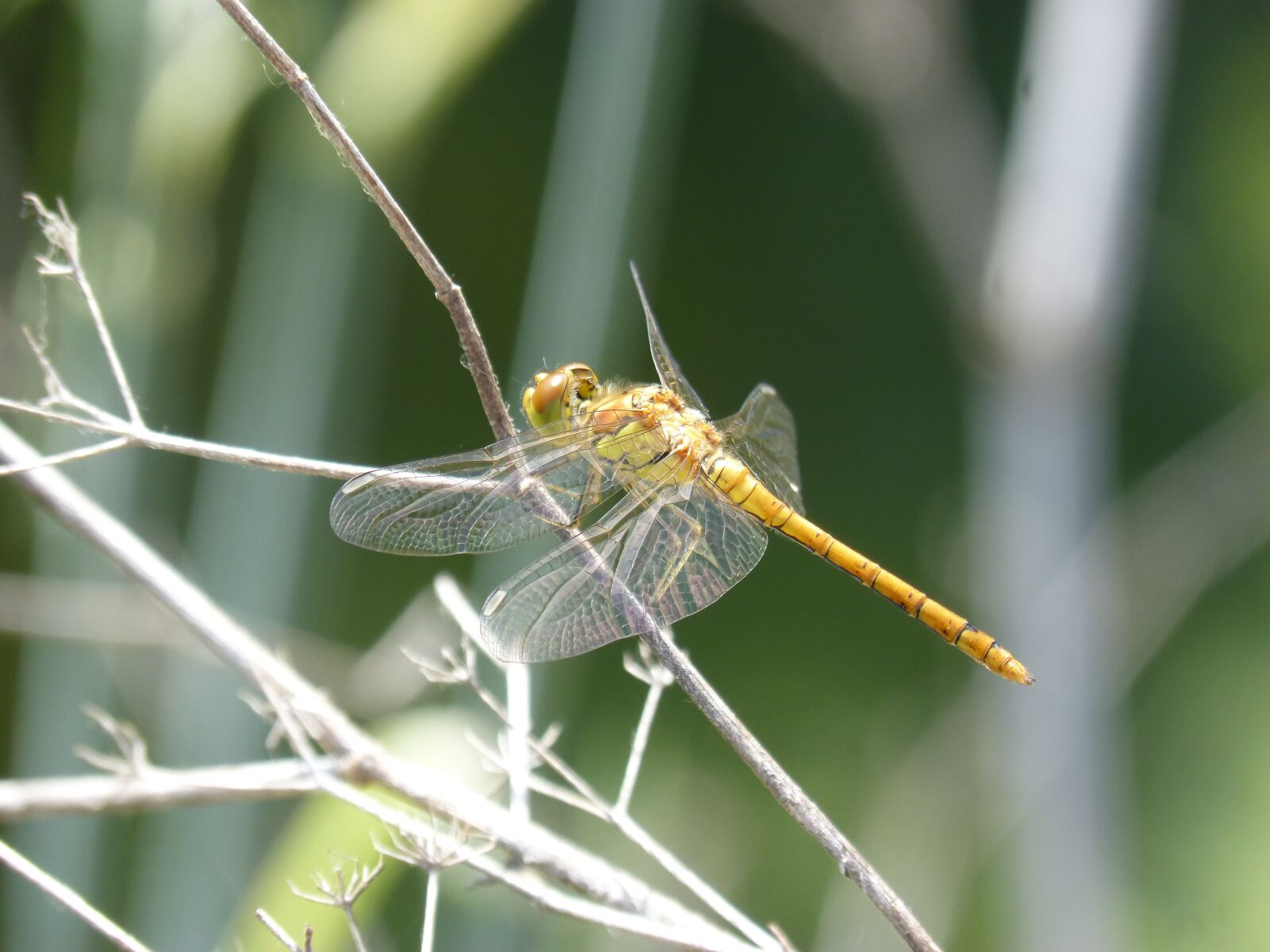 Panasonic DMC-FZ62 sample photo. Ib lula, yellow dragonfly photography