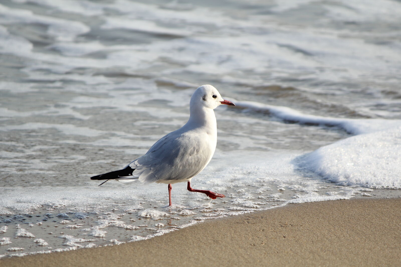 Canon EOS 60D sample photo