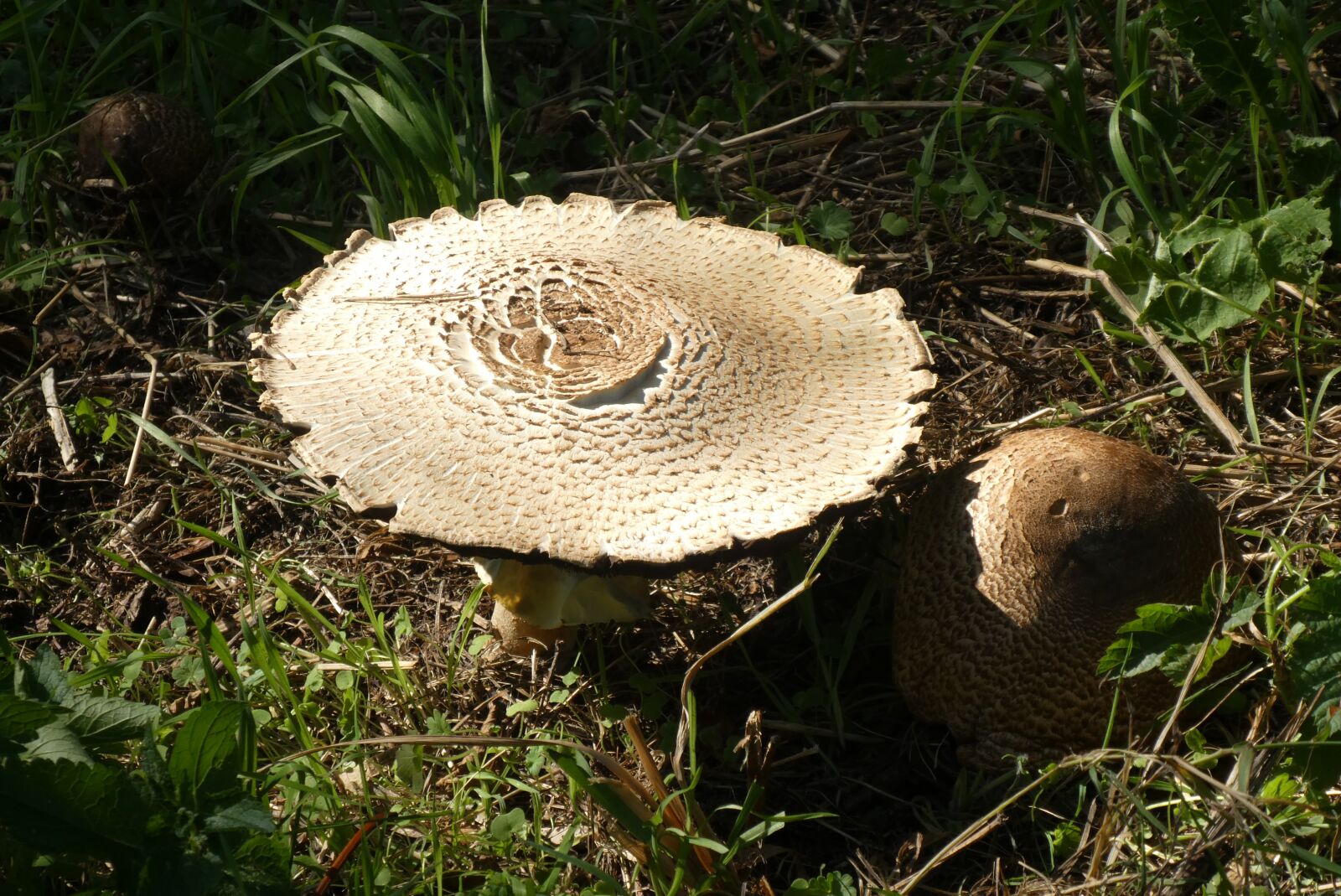 Panasonic Lumix DC-ZS70 (Lumix DC-TZ90) sample photo. Mushroom, autumn, nature photography