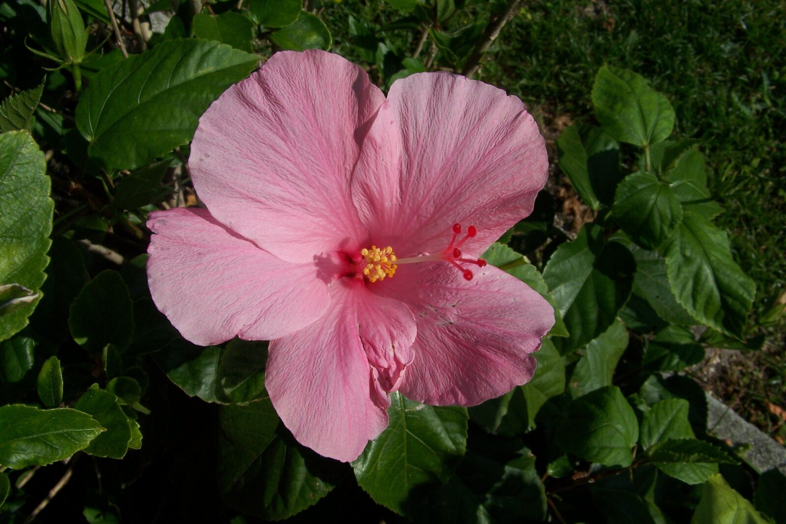 Kodak Z612 ZOOM DIGITAL CAMERA sample photo. Flower, hibiscus, nature photography