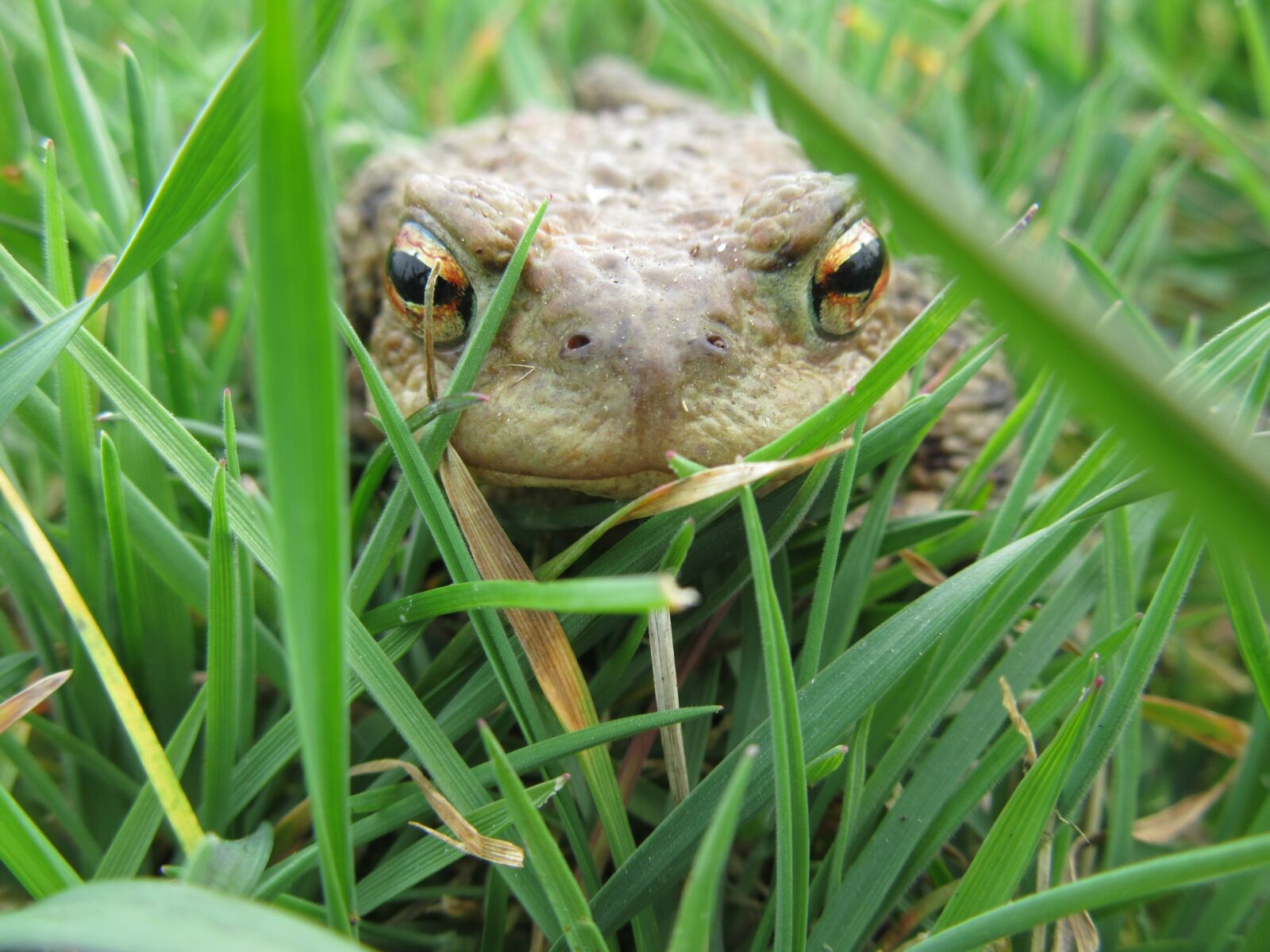 Common animal. Лягушка обычная. Обыкновенная жаба. Обыкновенная дождевая лягушка. Зелёные животные в природе.