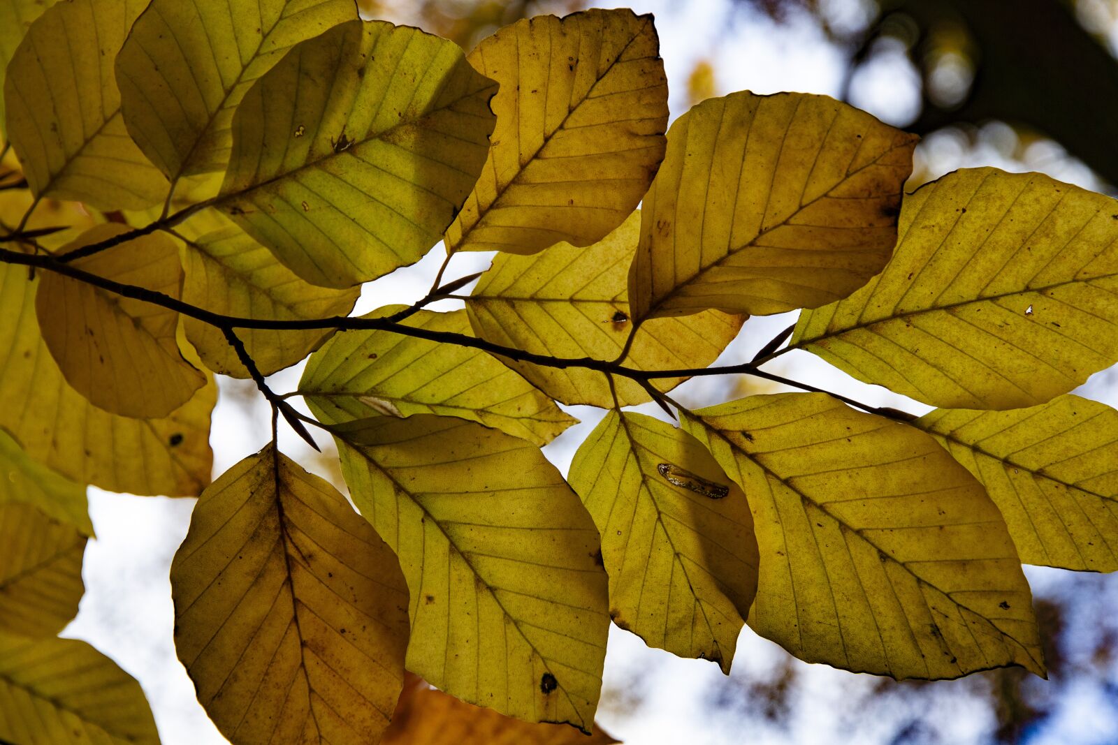 Canon EOS 7D sample photo. Leaves, tree, nature photography