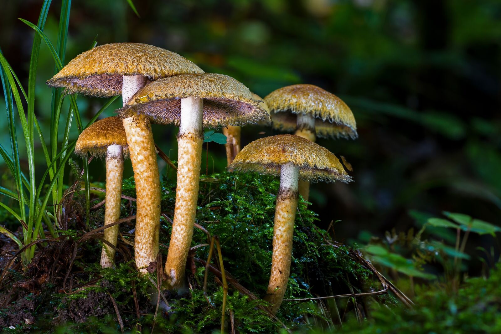 Canon EOS 7D sample photo. Mushroom, forest mushroom, agaric photography