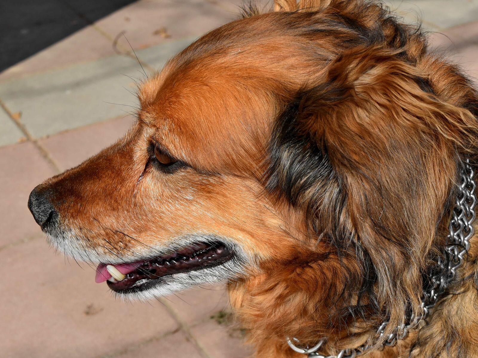 Nikon D5500 sample photo. Dog, adorable, animal, brown photography