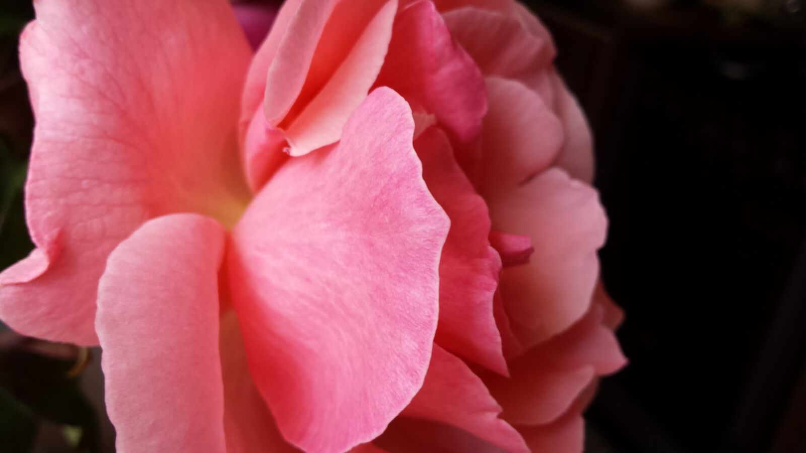 Samsung Galaxy S4 sample photo. Rose, flower, pink rose photography