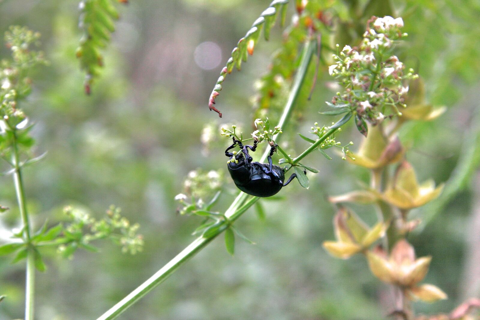 Canon EOS 20D sample photo. Animal, beetle, black beetle photography