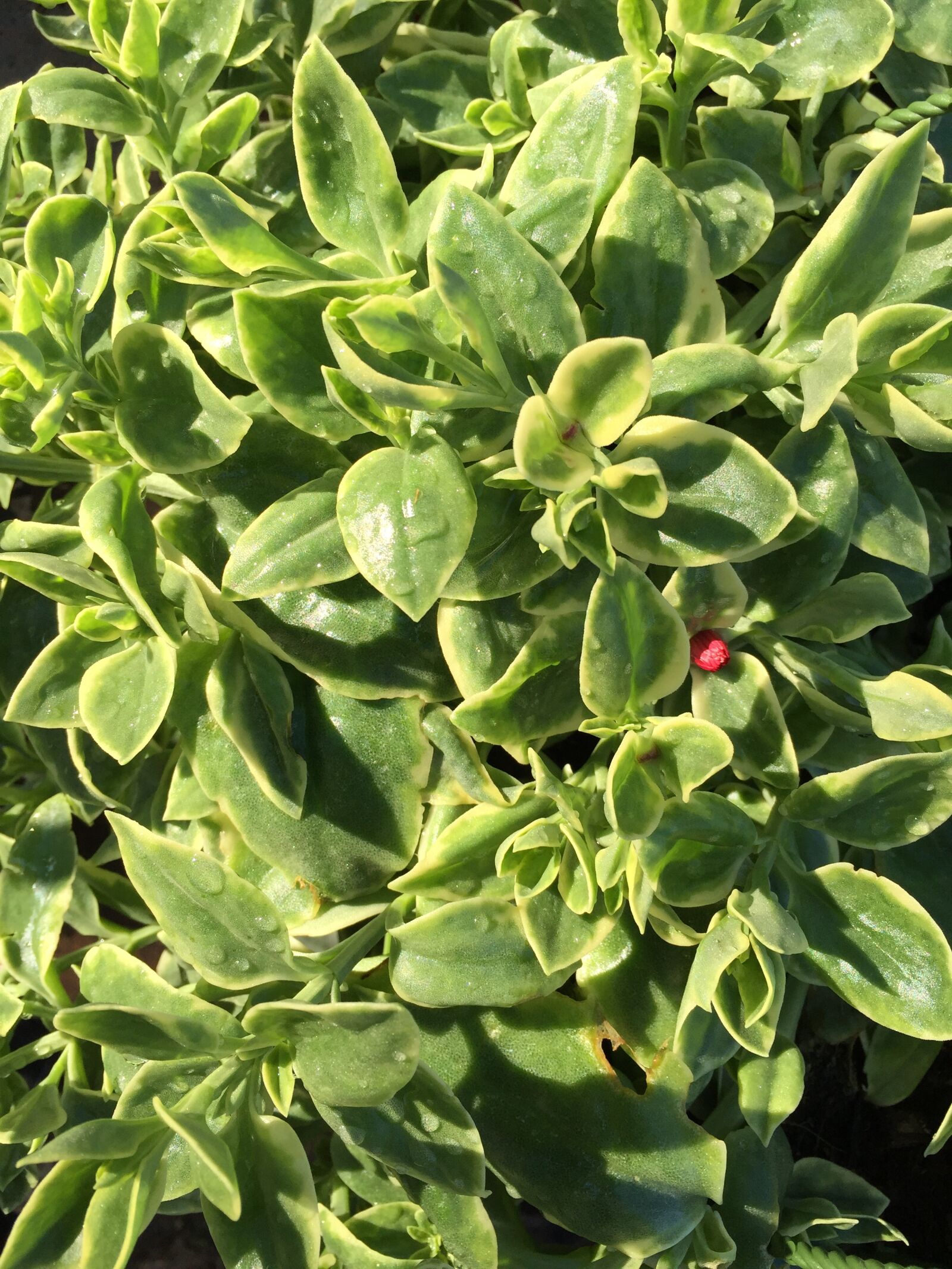 iPhone 6 Plus back camera 4.15mm f/2.2 sample photo. Plants, garden, succulent photography