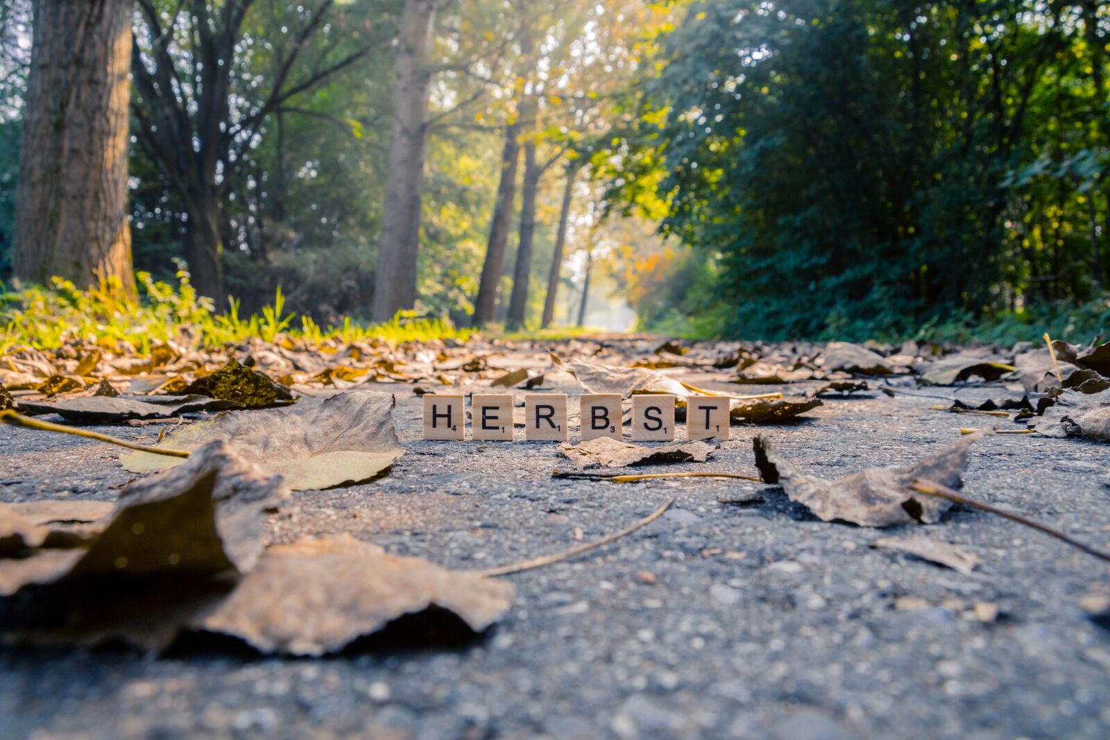 Canon EOS 750D (EOS Rebel T6i / EOS Kiss X8i) + Canon TS-E 90mm F2.8 Tilt-Shift sample photo. Autumn, forest, nature photography