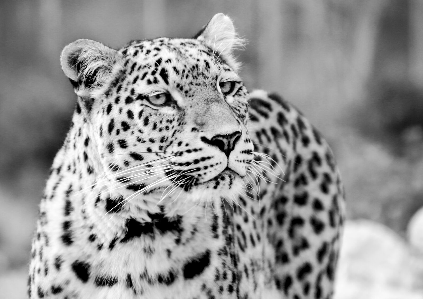 Canon EOS 70D sample photo. Persian leopard, leopard, black photography